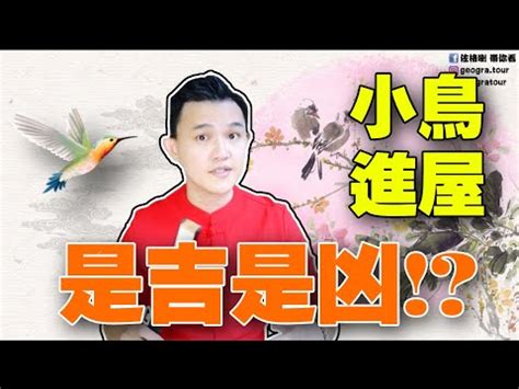 麻雀來家裡|【麻雀飛進家裏】麻雀報喜！麻雀飛進家裡就代表好事降臨？